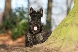SCOTTISH TERRIER 053